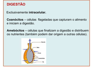 Exclusivamente intracelular. 
Coanócitos – células flageladas que capturam o alimento 
e iniciam a digestão. 
Amebócitos – células que finalizam a digestão e distribuem 
os nutrientes (também podem dar origem a outras células). 
 
