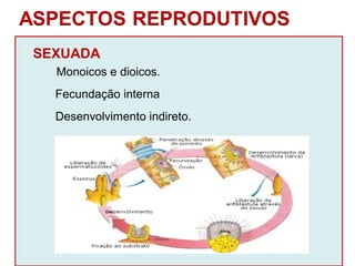 SEXUADA 
Monoicos e dioicos. 
Fecundação interna 
Desenvolvimento indireto. 
 