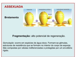ASSEXUADA 
Brotamento 
Fragmentação: alto potencial de regeneração. 
Gemulação: ocorre em espécies de água doce. Formam-se gêmulas, 
estruturas de resistência que se formam no interior do corpo da esponja. 
São compostas por células indiferenciadas e protegidas por um envoltório 
rígido. 
 