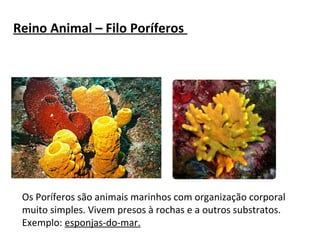 Reino Animal – Filo Poríferos 
Os Poríferos são animais marinhos com organização corporal 
muito simples. Vivem presos à rochas e a outros substratos. 
Exemplo: esponjas-do-mar. 
 