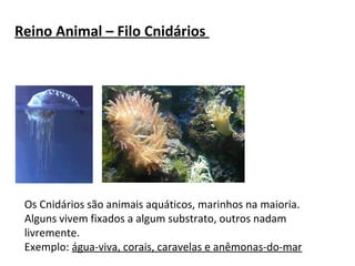 Reino Animal – Filo Cnidários 
Os Cnidários são animais aquáticos, marinhos na maioria. 
Alguns vivem fixados a algum substrato, outros nadam 
livremente. 
Exemplo: água-viva, corais, caravelas e anêmonas-do-mar 
 