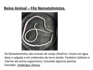 Reino Animal – Filo Nematelmintos 
Os Nematelmintos são animais de corpo cilíndrico. Vivem em água 
doce e salgada e em ambientes de terra úmida. Também habitam o 
interior de outros organismos, incluindo algumas plantas. 
Exemplo: lombrigas, filarias. 
 