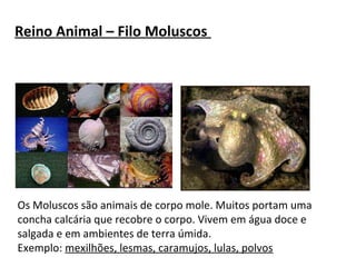 Reino Animal – Filo Moluscos 
Os Moluscos são animais de corpo mole. Muitos portam uma 
concha calcária que recobre o corpo. Vivem em água doce e 
salgada e em ambientes de terra úmida. 
Exemplo: mexilhões, lesmas, caramujos, lulas, polvos 
 