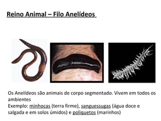 Reino Animal – Filo Anelídeos 
Os Anelídeos são animais de corpo segmentado. Vivem em todos os 
ambientes 
Exemplo: minhocas (terra firme), sanguessugas (água doce e 
salgada e em solos úmidos) e poliquetos (marinhos) 
 
