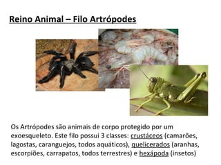 Reino Animal – Filo Artrópodes 
Os Artrópodes são animais de corpo protegido por um 
exoesqueleto. Este filo possui 3 classes: crustáceos (camarões, 
lagostas, caranguejos, todos aquáticos), quelicerados (aranhas, 
escorpiões, carrapatos, todos terrestres) e hexápoda (insetos) 
 