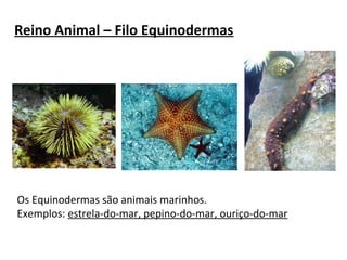 Reino Animal – Filo Equinodermas 
Os Equinodermas são animais marinhos. 
Exemplos: estrela-do-mar, pepino-do-mar, ouriço-do-mar 
 