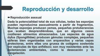 Reproducción y desarrollo
Reproducción asexual
Dada la potencialidad total de sus células, todas las esponjas
pueden reproducirse asexualmente a partir de fragmentos.
Muchas esponjas producen yemas, pequeñas protuberancias
que acaban desprendiéndose, que en algunos casos
contienen alimentos almacenados. Las especies de agua
dulce (Spongillidae) producen gémulas complejas, pequeñas
esferas bien organizadas con arqueocitos y varias capas
protectoras, entre ellas una gruesa de colágeno sostenida
por espículas de tipo anfidisco; son muy resistentes ante las
inclemencias ambientales, como la desecación y la
congelación.
 
