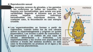  Reproducción sexual
 Las esponjas carecen de gónadas, y los gametos
y los embriones se hallan en mesohilo. La
mayoría son hermafroditas, pero existe una gran
variabilidad, llegando al extremo que en una
misma especie conviven individuos
hermafroditas con individuos dioicos. En
cualquier caso, la fecundación es casi siempre
cruzada.
 Los espermatozoides se forman a partir de
coanocitos, cuando todos los de una cámara
sufren la espermatogénesis y originan un quiste
espermático. Los óvulos a partir de coanocitos o
de arqueocitos y se rodean de una capa de
células alimentarias o trofocitos. Los
espermatozoides y los óvulos son expulsados al
exterior a través del sistema acuífero; en este
caso la fecundación se produce en el agua y da
lugar a larvas planctónicas.
 