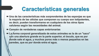 Características generales
 Una de las características más sorprendentes de las esponjas es que
la mayoría de las células que componen su cuerpo son totipotentes,
es decir, pueden transformarse en cualquiera de los otros tipos
celulares según las necesidades del animal.
 Carecen de verdaderas capas embrionarias
 La forma corporal generalizada de estos animales es la de un "saco"
con una abertura grande en la parte superior, el ósculo, que es por
donde sale el agua, y muchos poros más o menos pequeños en las
paredes, que es por donde entra el agua.
 