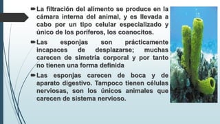 La filtración del alimento se produce en la
cámara interna del animal, y es llevada a
cabo por un tipo celular especializado y
único de los poríferos, los coanocitos.
Las esponjas son prácticamente
incapaces de desplazarse; muchas
carecen de simetría corporal y por tanto
no tienen una forma definida
Las esponjas carecen de boca y de
aparato digestivo. Tampoco tienen células
nerviosas, son los únicos animales que
carecen de sistema nervioso.
 