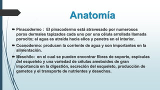 Anatomía
 Pinacodermo : El pinacodermo está atravesado por numerosos
poros dermales tapizados cada uno por una célula arrollada llamada
porocito; el agua es atraída hacia ellos y penetra en el interior.
 Coanodermo: producen la corriente de agua y son importantes en la
alimentación.
 Mesohilo: en el cual se pueden encontrar fibras de soporte, espículas
del esqueleto y una variedad de células ameboides de gran
importancia en la digestión, secreción del esqueleto, producción de
gametos y el transporte de nutrientes y desechos.
 