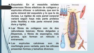  Esqueleto: En el mesohilo existen
numerosas fibras elásticas de colágeno y
espículas silíceas o calcáreas, que son la
parte mineral del esqueleto y lo que le da
dureza. La rigidez de esta pared corporal
variará según haya más parte proteica
(más flexible) o más parte mineral (más
dura y rígida).
 Las fibras de colágeno son de dos
naturalezas básicas; fibras delgadas y
dispersas, y fibras de espongina, más
gruesa, que forman un retículo o
entramado.
 Las espículas calcáreas son de
morfología poco variada, pero las silíceas
presentan formas y tamaños diversos
 