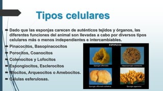 Tipos celulares
 Dado que las esponjas carecen de auténticos tejidos y órganos, las
diferentes funciones del animal son llevadas a cabo por diversos tipos
celulares más o menos independientes e intercambiables.
 Pinacocitos, Basopinacocitos
 Porocitos, Coanocitos
 Colenocitos y Lofocitos
 Espongiocitos, Esclerocitos
 Miocitos, Arqueocitos o Amebocitos.
 Células esferulosas.
 