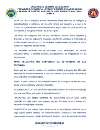UNIVERSIDAD CENTRAL DEL ECUADOR
FACULDAD DE FILOSOFÍA, LETRAS Y CIENCIAS DE LA EDUCACÍON
CARRERA DE CIENCIAS NATURALES Y DEL AMBIENTE, BIOLOGÍA Y
QUÍMICA
ZOOLOGIA DE INVERTEBRADOS
4
ESPÍCULA: en el mesohilo existen numerosas fibras elásticas de colágeno y
espículassilíceas o calcáreas, son la parte mineral del esqueleto y lo que le da
dureza. La rigidez de esta pared corporal varía según haya más parte proteica es
más flexible, o mas parte mineral es dura y rígida.
Las fibras de colágenos son de dos naturalezas básicas: fibras delgadas y
dispersas y fibras de espongina y gruesas, que forman un retículo o entramado; se
entrelazan unas con otras y con las espículas y pueden englobar granos de arena
y restos de espículas del sedimento.
Las espículas calcáreas son de morfología poco variadapero las silíceas
presentan formas o tamaños diversos, distinguiéndose las megascleras de las
microscleras.
TIPOS CELULARES QUE CONFORMAN LA ESTRUCTURA DE LAS
ESPONJAS
Dado que las esponjas carecen de auténticos tejidos y órganos, las diferentes
funciones del animal son llevadas a cabo por diversos tipos celulares más omenos
independientes e intercambiables.
PINACOCITOS: forman el recubrimiento externo de la mayoría de las esponjas;
tienes función protectora y también fagocitan.
BASOPINACOCITOS: son pinacocitos especiales situados en la base de esponja
que segregan fibras que anclan la esponja al sustrato.
POROCITOS: son células cilíndricas del pinacodermo con un canal central
regulable que deja pasar más omenos volumen del agua hacia el interior son
exclusivos de esponjas calcáreas.
COANOCITOS: son células más caracterizadas de las esponjas, provistas de un
largo flagelo central rodeado de microvellosidades conectadas ente filamentos
mucososque forman un retículo, los flagelos dirigidos hacia las cámaras vibrátiles
 