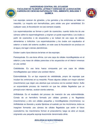 UNIVERSIDAD CENTRAL DEL ECUADOR
FACULDAD DE FILOSOFÍA, LETRAS Y CIENCIAS DE LA EDUCACÍON
CARRERA DE CIENCIAS NATURALES Y DEL AMBIENTE, BIOLOGÍA Y
QUÍMICA
ZOOLOGIA DE INVERTEBRADOS
7
Las esponjas carecen de gónadas, y los gametos y los embriones se hallan en
mesohilo. La mayoría son hermafroditas, pero existe una gran variabilidad. En
cualquier caso, la fecundación es casi siempre cruzada.
Los espermatozoides se forman a partir de coanocitos, cuando todos los de una
cámara sufren la espermatogénesis y originan un quiste espermático. Los óvulos a
partir de coanocitos o de arqueocitos y se rodean de una capa de células
alimentarias o trofocitos. Los espermatozoides y los óvulos son expulsados al
exterior a través del sistema acuífero; en este caso la fecundación se produce en
el agua y da lugar a larvas planctónicas.
Existen cuatro tipos básicos de larvas en las esponjas:
Parenquímula. Es una larva afirma, con una capa de células monoflageladas en el
exterior y una masa de células parecidas a los arqueocitos en el interior inmersas
en una central.
Celoblástula. Es una larva hueca compuesta por una capa de células
monoflageladas que rodean una cavidad interior.
Estomoblástula. Es un tipo especial de celoblástula, propio de esponjas que
incuban los embriones en su mesohilo. Posee algunas células con mayor volumen
(macrómeros) que dejan una abertura que comunica con la cavidad interior. Sufre
un sorprendente proceso de inversión en que las células flageladas que un
principio eran internas, acaban siendo externas.
Anfiblástula. Es el resultado del proceso de inversión de una estomoblástula.
Consta de un hemisferio formado por células grandes y no flageladas
(macrómeros) y otro con células pequeñas y monoflageladas (micrómeros). La
Anfiblástula es liberada y acaba fijándose al sustrato por los micrómeros; éstos se
invaginan formando una cámara de células flageladas que serán el futuro
coanodermo; los macrómeros forman el pinacodermo; luego se abre un ósculo
originando una pequeña esponja leuconoide denominada olinto.
 