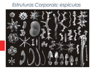 Estruturas Corporais: espículas
 