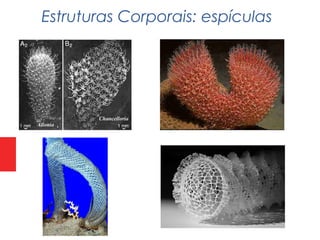 Estruturas Corporais: espículas
 