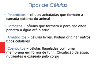  Pinacócitos – células achatadas que formam a
camada externa do animal
 Porócitos – células que formam o poro por onde
penetra a água até o átrio
 Amebócitos – células livres. Podem originar outros
tipos celulares
 Coanócitos – células flageladas com uma
membrana em forma de funil. Circulação de água,
nutrientes e oxigênio pelo corpo
Tipos de Células
 