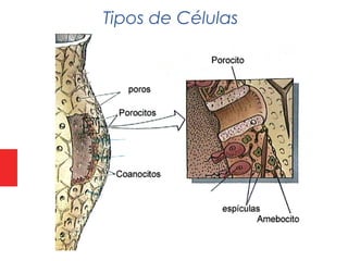 Tipos de Células
 