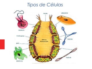 Tipos de Células
 