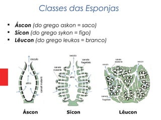  Áscon (do grego askon = saco)
 Sícon (do grego sykon = figo)
 Lêucon (do grego leukos = branco)
Classes das Esponjas
Áscon Sícon Lêucon
 