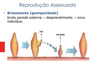  Brotamento (gemiparidade)
broto parede externa desprendimento novo→ →
indivíduo.
Reprodução Assexuada
 