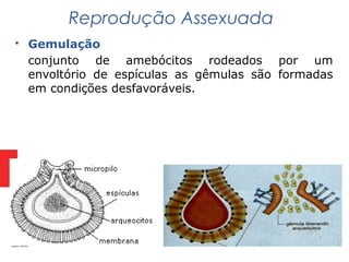  Gemulação
conjunto de amebócitos rodeados por um
envoltório de espículas as gêmulas são formadas
em condições desfavoráveis.
Reprodução Assexuada
 