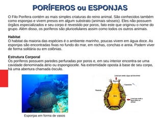PORÍFEROS ou ESPONJASPORÍFEROS ou ESPONJAS
O Filo Porifera contém as mais simples criaturas do reino animal. São conhecidos também
como esponjas e vivem presos em algum substrato (animais sésseis). Eles não possuem
órgãos especializados e seu corpo é revestido por poros, fato este que originou o nome do
grupo. Além disso, os poríferos são pluricelulares assim como todos os outros animais.
Habitat
O habitat da maioria das espécies é o ambiente marinho, poucas vivem em água doce. As
esponjas são encontradas fixas no fundo do mar, em rochas, conchas e areia. Podem viver
de forma solitária ou em colônias.
Estrutura Corporal
Os poríferos possuem paredes perfuradas por poros e, em seu interior encontra-se uma
cavidade denominada átrio ou espongiocele. Na extremidade oposta à base de seu corpo,
há uma abertura chamada ósculo.
Esponjas em forma de vasos
 