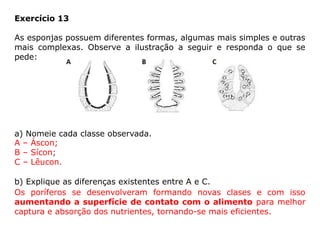 Exercício 13
As esponjas possuem diferentes formas, algumas mais simples e outras
mais complexas. Observe a ilustração a seguir e responda o que se
pede:
a) Nomeie cada classe observada.
b) Explique as diferenças existentes entre A e C.
Os poríferos se desenvolveram formando novas clases e com isso
aumentando a superfície de contato com o alimento para melhor
captura e absorção dos nutrientes, tornando-se mais eficientes.
A – Áscon;
B – Sícon;
C – Lêucon.
 