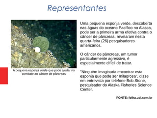 Representantes
Uma pequena esponja verde, descoberta
nas águas do oceano Pacífico no Alasca,
pode ser a primeira arma efetiva contra o
câncer de pâncreas, revelaram nesta
quarta-feira (26) pesquisadores
americanos.
O câncer de pâncreas, um tumor
particularmente agressivo, é
especialmente difícil de tratar.
"Ninguém imaginaria encontrar esta
esponja que pode ser milagrosa", disse
em entrevista por telefone Bob Stone,
pesquisador do Alaska Fisheries Science
Center.
FONTE: folha.uol.com.br
A pequena esponja verde que pode ajudar no
combate ao câncer de pâncreas
 