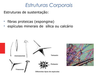 Estruturas de sustentação:
 fibras proteicas (espongina)
 espículas minerais de sílica ou calcário
Estruturas Corporais
 