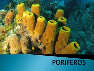 PORIFEROS
 