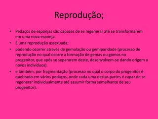 Reprodução;Pedaços de esponjas são capazes de se regenerar até se transformarem em uma nova esponja.É uma reprodução assexuada;podendo ocorrer através de gemulação ou gemiparidade (processo de reprodução no qual ocorre a formação de gemas ou gomos no progenitor, que após se separarem deste, desenvolvem-se dando origem a novos indivíduos).e também, por fragmentação (processo no qual o corpo do progenitor é quebrado em vários pedaços, onde cada uma destas partes é capaz de se regenerar individualmente até assumir forma semelhante de seu progenitor).