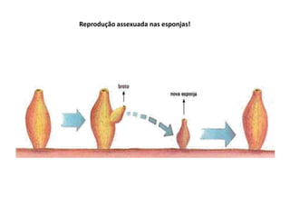 Reprodução assexuada nas esponjas!