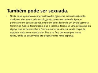 Também pode ser sexuada;Neste caso, quando os espermatozóides (gametas masculinos) estão maduros, eles saem pelo ósculo, junto com a corrente de água, e penetram em outra esponja, onde um deles fecunda um óvulo (gameta feminino). Após a fecundação, que é interna, forma-se uma célula ovo ou zigoto, que se desenvolve e forma uma larva. A larva sai do corpo da esponja, nada com a ajuda de cílios e se fixa, por exemplo, numa rocha, onde se desenvolve até originar uma nova esponja.