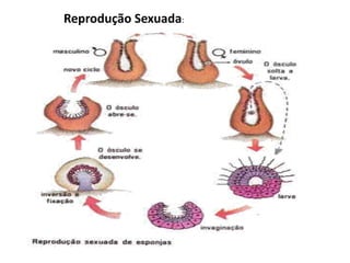 Reprodução Sexuada: