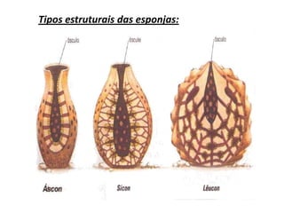 Tipos estruturais das esponjas: