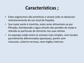 Características ;Estes organismos são primitivos e sésseis (não se deslocam voluntariamente do seu local de fixação).Sua maior parte é marinha, estes seres alimentam-se por filtração, bombeando a água através das paredes do corpo e retendo as partículas de alimento nas suas células.As esponjas estão entre os animais mais simples, com tecidos parcialmente diferenciados (parazoas), porém sem músculos, sistema nervoso, nem órgãos internos. 