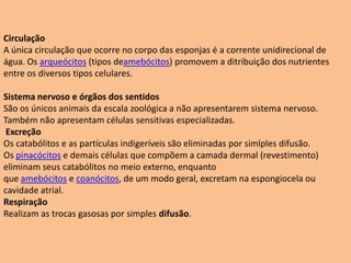 CirculaçãoA única circulação que ocorre no corpo das esponjas é a corrente unidirecional de água. Os arqueócitos (tipos deamebócitos) promovem a ditribuição dos nutrientes entre os diversos tipos celulares.Sistema nervoso e órgãos dos sentidosSão os únicos animais da escala zoológica a não apresentarem sistema nervoso. Também não apresentam células sensitivas especializadas. ExcreçãoOs catabólitos e as partículas indigeríveis são eliminadas por simlples difusão. Os pinacócitos e demais células que compõem a camada dermal (revestimento) eliminam seus catabólitos no meio externo, enquanto que amebócitos e coanócitos, de um modo geral, excretam na espongiocela ou cavidade atrial.RespiraçãoRealizam as trocas gasosas por simples difusão. 