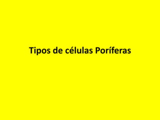 Tipos de células Poríferas