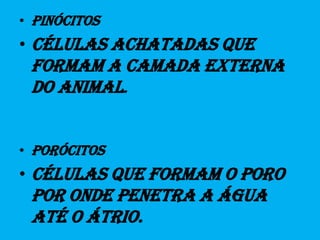 PinócitosCélulas achatadas que formam a camada externa do animal.PorócitosCélulas que formam o poro por onde penetra a água até o átrio.