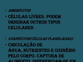 AmebócitosCélulas livres. Podem originar outros tipos celulares.Coanócitos(células flageladas) Circulação de água, nutrientes e oxigênio pelo corpo. Captura de alimento. Diferenciam-se em espermatozóides.