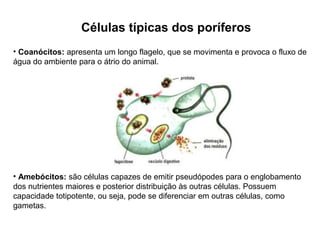 Células típicas dos poríferos
• Coanócitos: apresenta um longo flagelo, que se movimenta e provoca o fluxo de
água do ambiente para o átrio do animal.
• Amebócitos: são células capazes de emitir pseudópodes para o englobamento
dos nutrientes maiores e posterior distribuição às outras células. Possuem
capacidade totipotente, ou seja, pode se diferenciar em outras células, como
gametas.
 