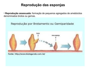 Reprodução das esponjas
• Reprodução assexuada: formação de pequenos agregados de amebócitos
denominados brotos ou gemas.
 