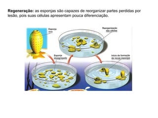 Regeneração: as esponjas são capazes de reorganizar partes perdidas por
lesão, pois suas células apresentam pouca diferenciação.
 