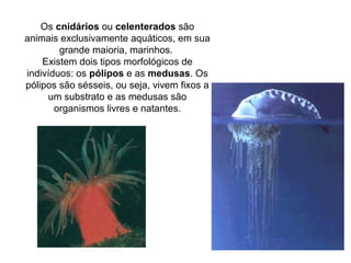 Os cnidários ou celenterados são
animais exclusivamente aquáticos, em sua
grande maioria, marinhos.
Existem dois tipos morfológicos de
indivíduos: os pólipos e as medusas. Os
pólipos são sésseis, ou seja, vivem fixos a
um substrato e as medusas são
organismos livres e natantes.
 