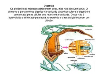 Digestão
Os pólipos e as medusas apresentam boca, mas não possuem ânus. O
alimento é parcialmente digerido na cavidade gastrovascular e a digestão é
completada pelas células que revestem a cavidade. O que não é
aproveitado é eliminado pela boca. A excreção e a respiração ocorrem por
difusão.
 