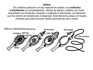Defesa
Os cnidários possuem um tipo especial de células, os cnidócitos
(cnidoblastos ou nematoblastos), células de ataque e defesa, em maior
quantidade nos tentáculos. Quando o cnidocílio é estimulado, um filamento
que fica dentro do nematocisto é disparado. Este filamento possui um líquido
urticante que pode provocar desde queimaduras até a morte.
 