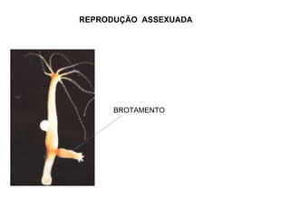 BROTAMENTO
REPRODUÇÃO ASSEXUADA
 