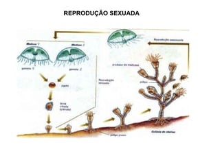 REPRODUÇÃO SEXUADA
 